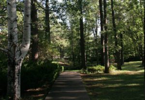 A path in the middle of a park with trees