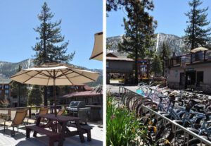 A couple of pictures of some trees and bicycles.