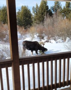 Moose eating in snowy forest from porch.